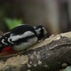 Greater Spotted Woodpecker (Dendrocopos major) - VideoHive Item for Sale