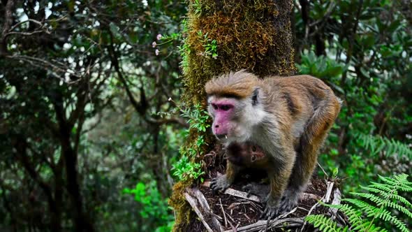 Srilankan Toque Macaque or Macaca Sinica