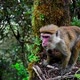 Srilankan Toque Macaque or Macaca Sinica - VideoHive Item for Sale