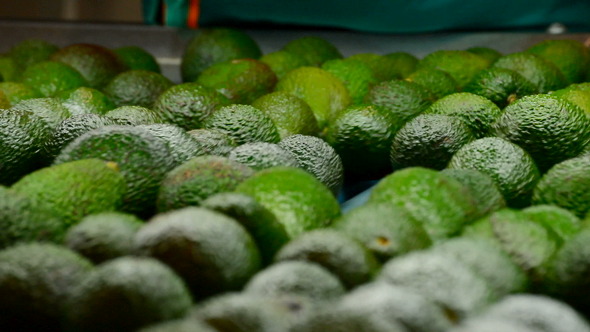 Avocados Rolling In Packaging Line