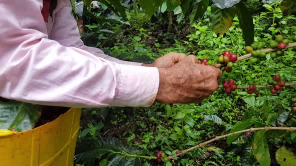 Picking Coffee In The Mountains