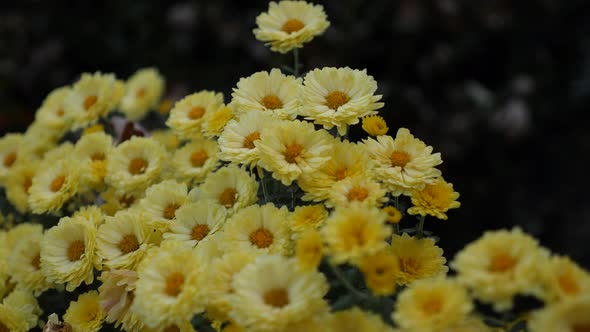 Yellow mum flowers