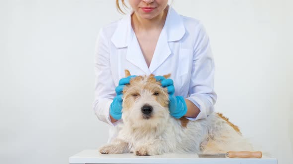 A Groomer in a White Coat and Blue Gloves Strokes the Dog's Head on the Table