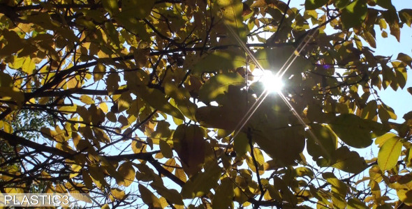 Sunny Autumn Leaves HD