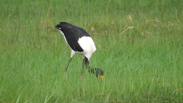 Saddle-billed stork hunting for fish on the wetlands