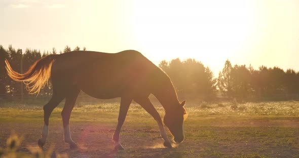 Brown Horse Grazes in the Rays of the Dawn Sun