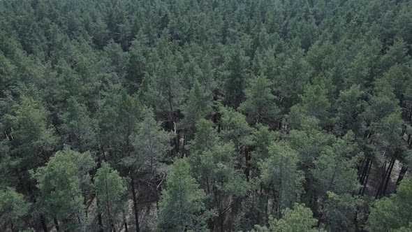 Pine Forest in the Afternoon Aerial View Slow Motion