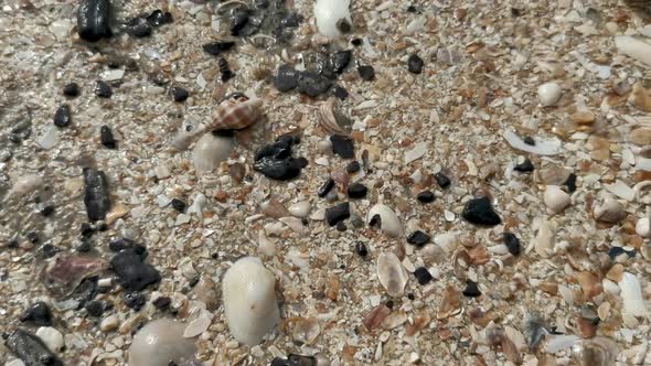 Close up and camera tilt shell and broken shells on beach