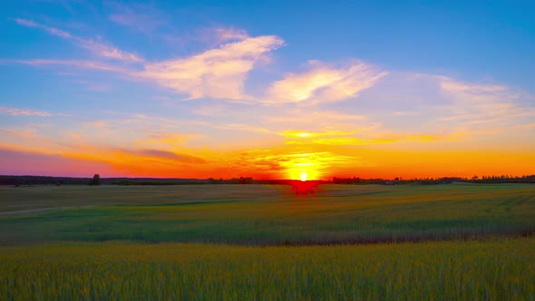 Sunset over the wheat field