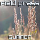 Summer Field Grass - VideoHive Item for Sale