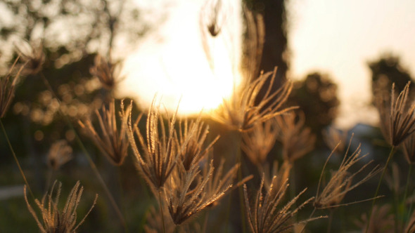 Evening Grass