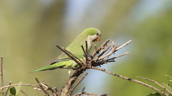 Close up shot of a wild little monk parakeet, myiopsitta monachus perched on spiky branches, feeding