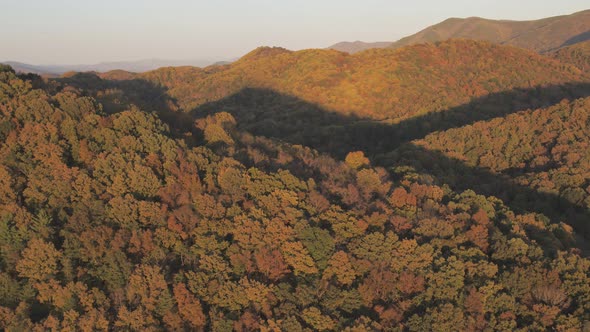 The Mountain range of Cove Forest