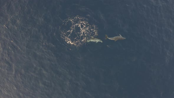Aerial view of two dolphin swimming at Adriatic sea, Croatia.