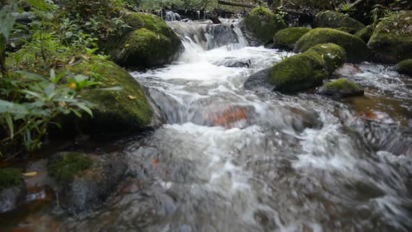 Beautiful stream in the tropical forest