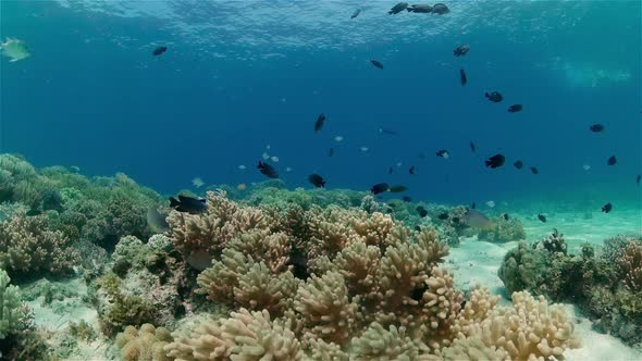 Coral Reef and Tropical Fish Underwater