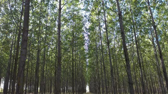 Walking in a Forest on a Sunny Day