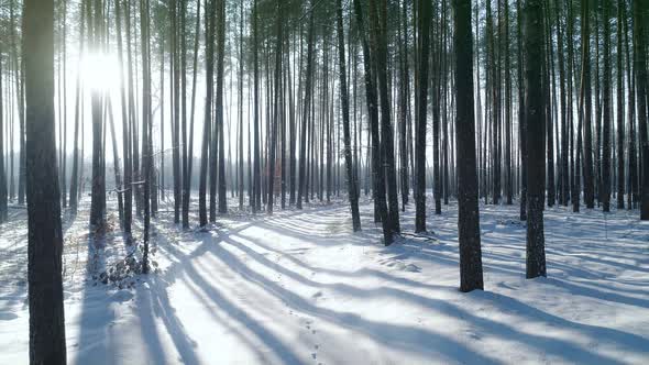 Winter Forest