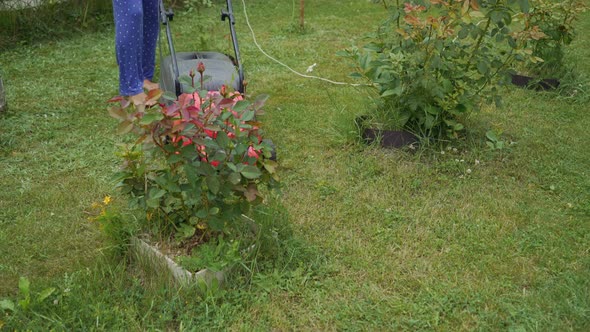 Electric Lawn Mower Cuts the Grass.