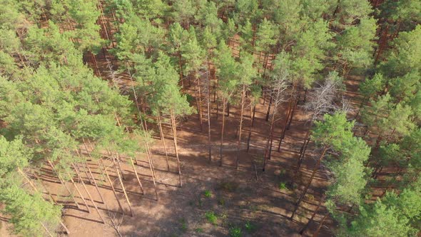 Pine Deforestation Aerial