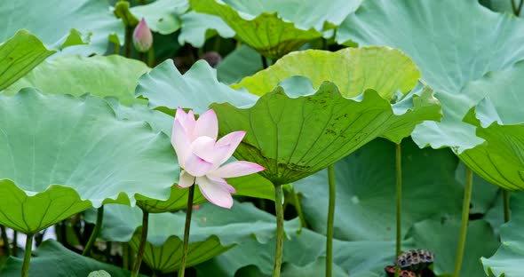 Beautiful Lotus flower pond