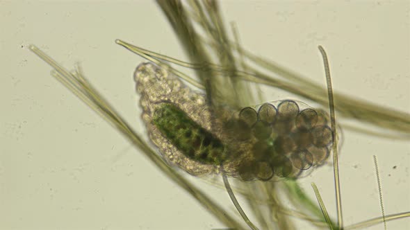 Female Bear Tardigrada with Eggs Under a Microscope