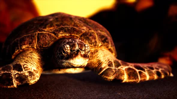 Sea Turtle at Beach Sand alt