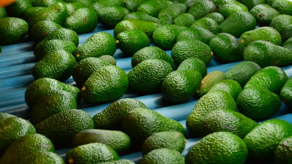 Avocados Rolling Industry Fruit
