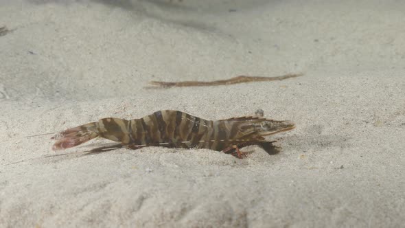 Unique underwater perspective view of a large prawn displaying animal behavior by burying itself in