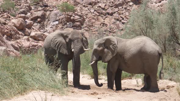 Two elephants drinking from a small waterhole 