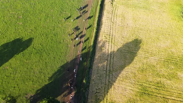 Ariel view of Cows running through a farm field in green rural English countryside. Cattle dairy far