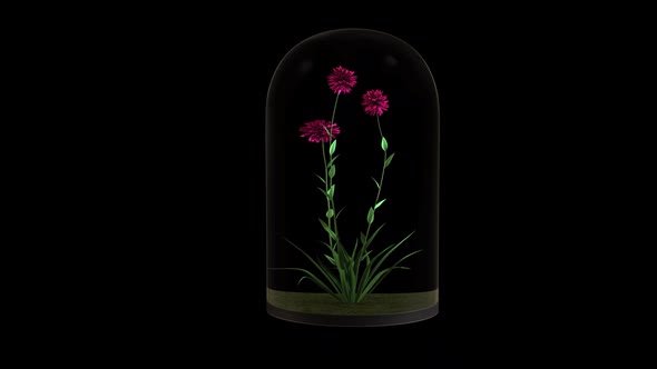 Growing Flower In The Glass Lantern