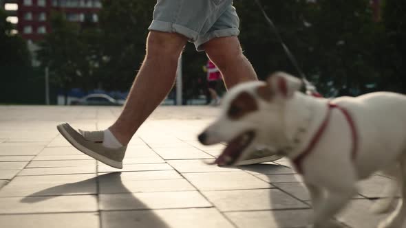 Jack Russell Running Down the Sidewalk