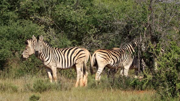 Plains Zebras In Natural Habitat - South Africa