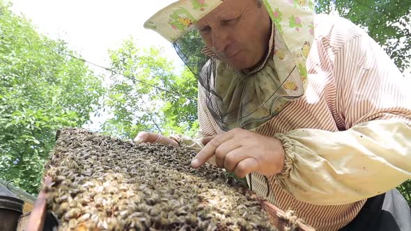 Frames of a Bee Hive