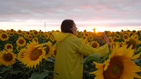 Female From Back View Taking Selfie Sunflower Field with Phone at Sunset in Summer Day