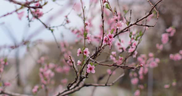 Spring blooming apricot. beautiful white flowers on a branch. Spring blossom background video