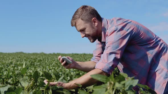 A Young Farmer Takes a Photo of Soybean Sprouts Growing on His Farm