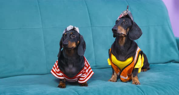 Two Dachshunds in House Painter Costumes are Sitting on Couch and Pretending Be Tired