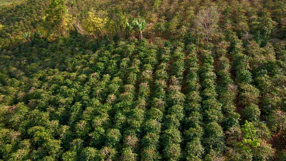 Aerial Shot of Coffee Plantations on Hillsides in Mountains