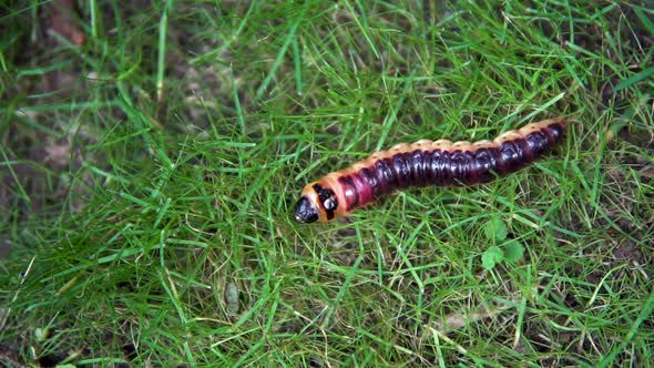 Slowly Large Caterpillar Crawls on the Grass
