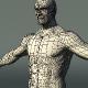 Male Human Body Anatomy High Poly Mesh - 3DOcean Item for Sale