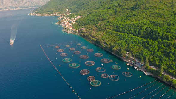Aerial View on Oyster Farm in Kotor Bay Near the Town of Perast Montenegro