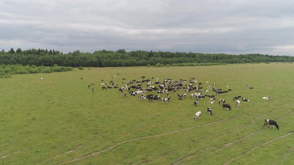 Cows Graze on Pasture