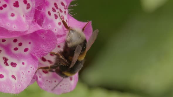 Bumblebee 005