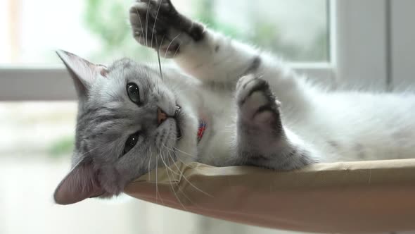 Cute Persian Cat Playing On Cat Tower