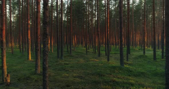 Forest at Sunset Moving Between Pine Tree Trunks During Golden Hour