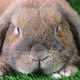A lop-eared rabbit of a dwarf ram breed sits on a lawn and looks at the camera. The word eco - VideoHive Item for Sale