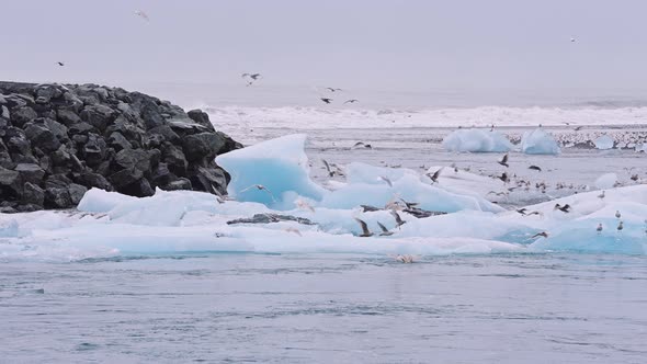 Seagulls Flying Over Diamond Beach Iceland