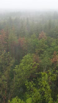 Vertical Video Fog in the Forest Aerial View